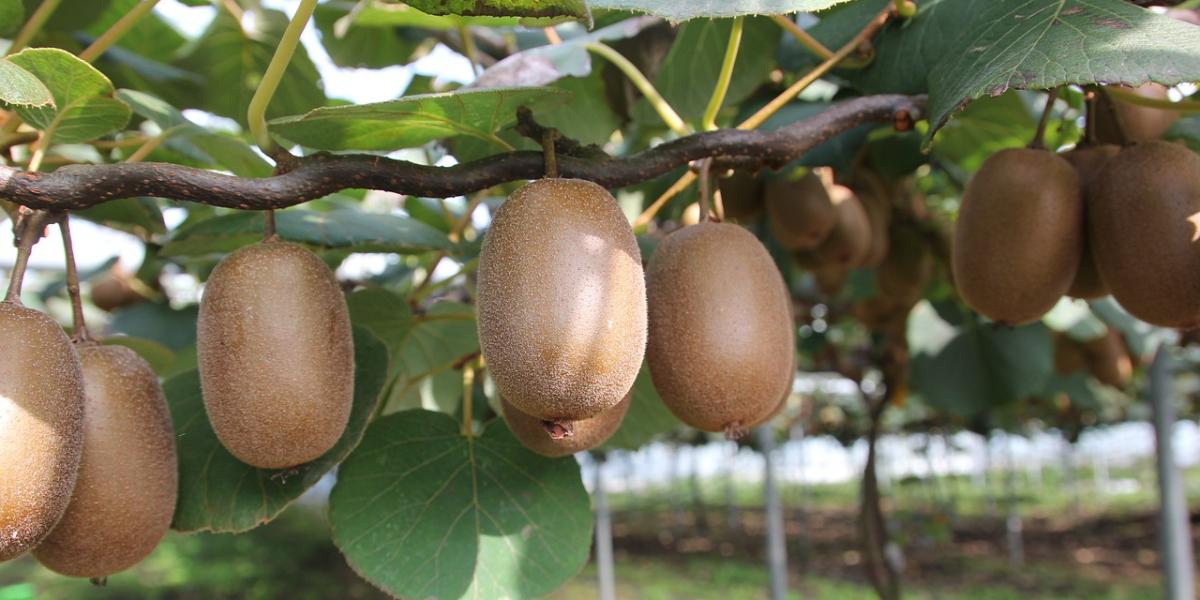 Resistenza del kiwi al cancro batterico: un nuovo studio riaccende la speranza